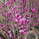 Cercis can. 'Forest Pansy' 200 cm stam container 6-8