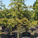 Cercis can. Lavender Twist 200-250 cm container meerstammig