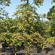 Cercis can. Lavender Twist 200-250 cm container meerstammig