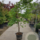Cercis can. 'Vanilla Twist' 200-250 cm container