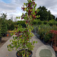 Cercis siliquastrum 150-175 cm container meerstammig