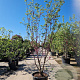 Cercis siliquastrum 250-300 cm container struik