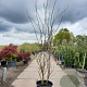 Cercis siliquastrum 250-300 cm container struik