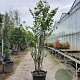 Cercis siliquastrum 250-300 cm container struik