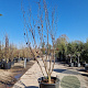 Cercis siliquastrum 300-350 cm container meerstammig