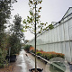Cercis siliquastrum 'Alba' 200 cm stam container 20-25 leiboom