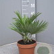 Chamaerops humilis 20-30 cm 3,0L