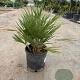 Chamaerops humilis 20-30 cm 3,0L