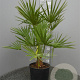 Chamaerops humilis 50-60 cm 6L