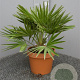 Chamaerops humilis 'Vulcano' 50-60 cm 6L