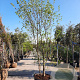 Chionanthus virginicus 300-350 cm container meerstammig