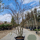 Cotoneaster franchetii 175-200 cm 45L