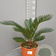 Cycas revoluta GM C6L