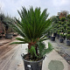 Cycas revoluta 30 cm stam container