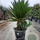 Cycas revoluta 30 cm stam container