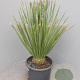 Dasylirion serratifolium 70-90 cm 15L