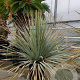 Dasylirion wheeleri 100-125 cm container meerstammig