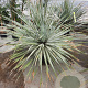 Dasylirion wheeleri 100-125 cm container meerstammig