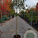 Diospyros kaki 100 cm stam container 8-10