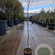 Diospyros kaki 100 cm stam 10L