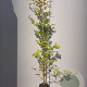 Fagus sylvatica 125-150 cm container meerstammig