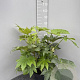 Fatsia japonica 60-80 cm 10L