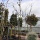 Gleditsia triacanthos inermis 450-500 cm container meerstammig