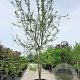 Gleditsia triacanthos inermis 450-500 cm container meerstammig