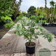 Gleditsia triac. 'Sunburst' 125-150 cm 20L met stok