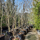 Gleditsia triac. 'Sunburst' 300-350 cm container meerstammig