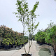 Gleditsia triac. 'Sunburst' 400-450 cm container