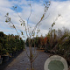 Gleditsia triac. 'Sunburst' 400-450 cm container