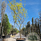 Gleditsia triac. 'Sunburst' 400-450 cm container meerstammig