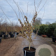 Hamamelis int. 'Pallida' 175-200 cm container meerstammig
