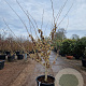 Hamamelis int. 'Pallida' 175-200 cm container meerstammig