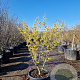 Hamamelis int. 'Westerstede' 125-150 cm 45L