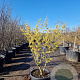 Hamamelis int. 'Westerstede' 125-150 cm 45L