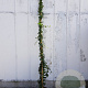 Hedera helix 250-300 cm container meerstammig