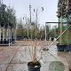 Heptacodium miconioides 125-150 cm container struik