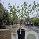 Heptacodium miconioides 175-200 cm container spiraal pompon
