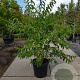 Heptacodium miconioides 175-200 cm container spiraal pompon