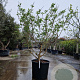 Heptacodium miconioides 175-200 cm container spiraal pompon