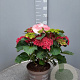 Hydrangea macrophylla GM C5