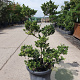 Ilex crenata 80-100 cm container pompon