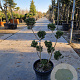 Ilex crenata 80-100 cm container pompon