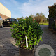 Ilex meserv. 'Goliath' 45 cm container bol
