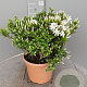 Jasminum multipartitum 40-60 cm 10L