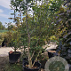 Juglans regia 250-300 cm container struik