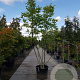 Juglans regia 250-300 cm container struik