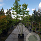 Juglans regia 250-300 cm container struik